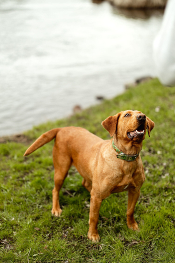 Platte River Kennels - Skye